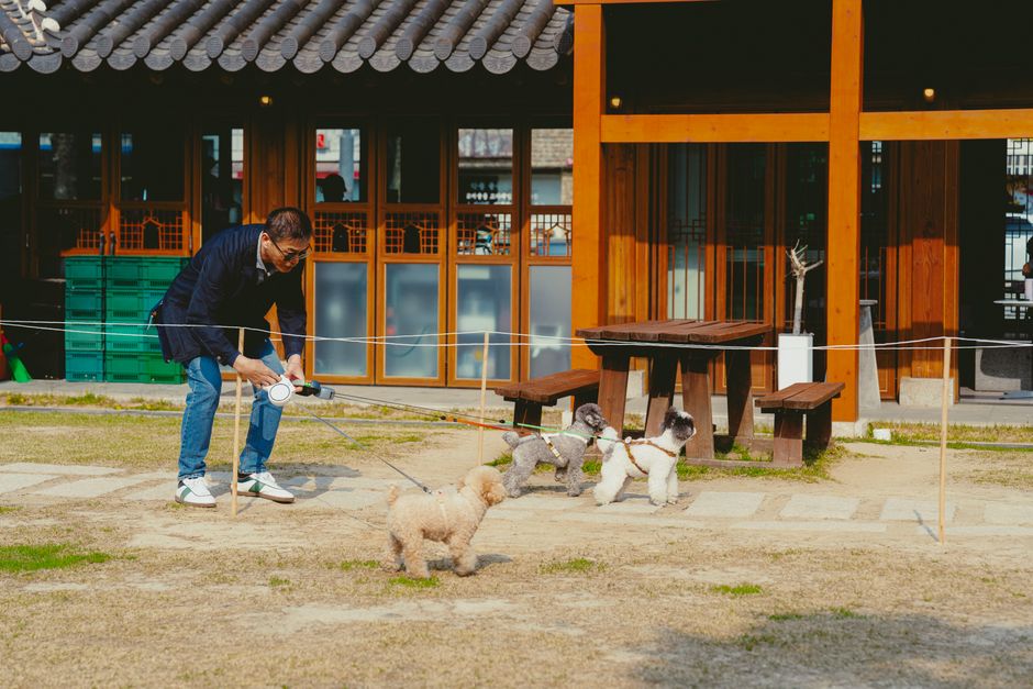 Man with poodles at a traditional Korean house in Seoul.