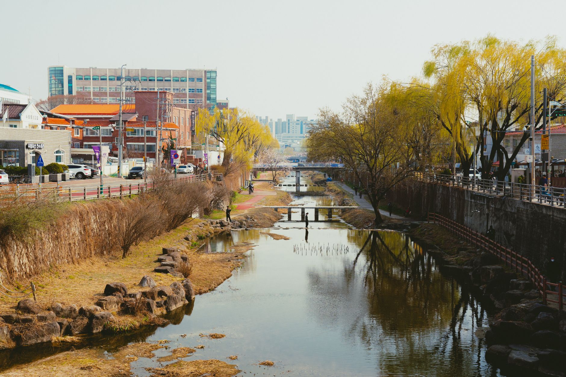 korea river spring willow tree
