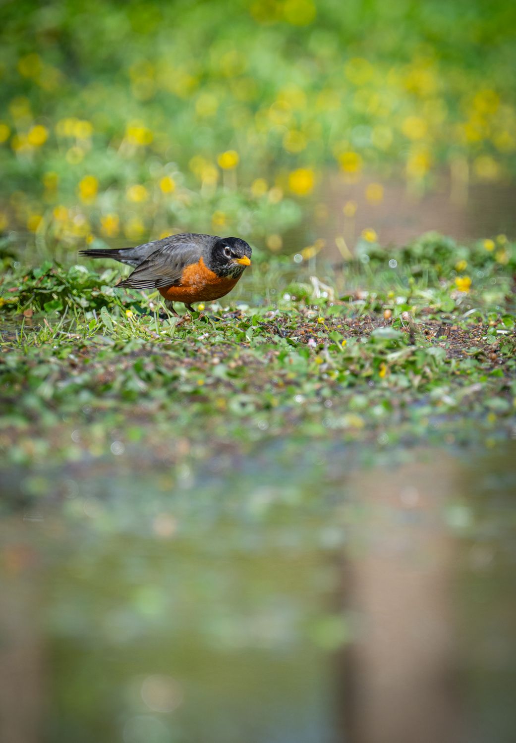Robin On American Robin in Spring Meadow Close-Up · Free Stock Photo