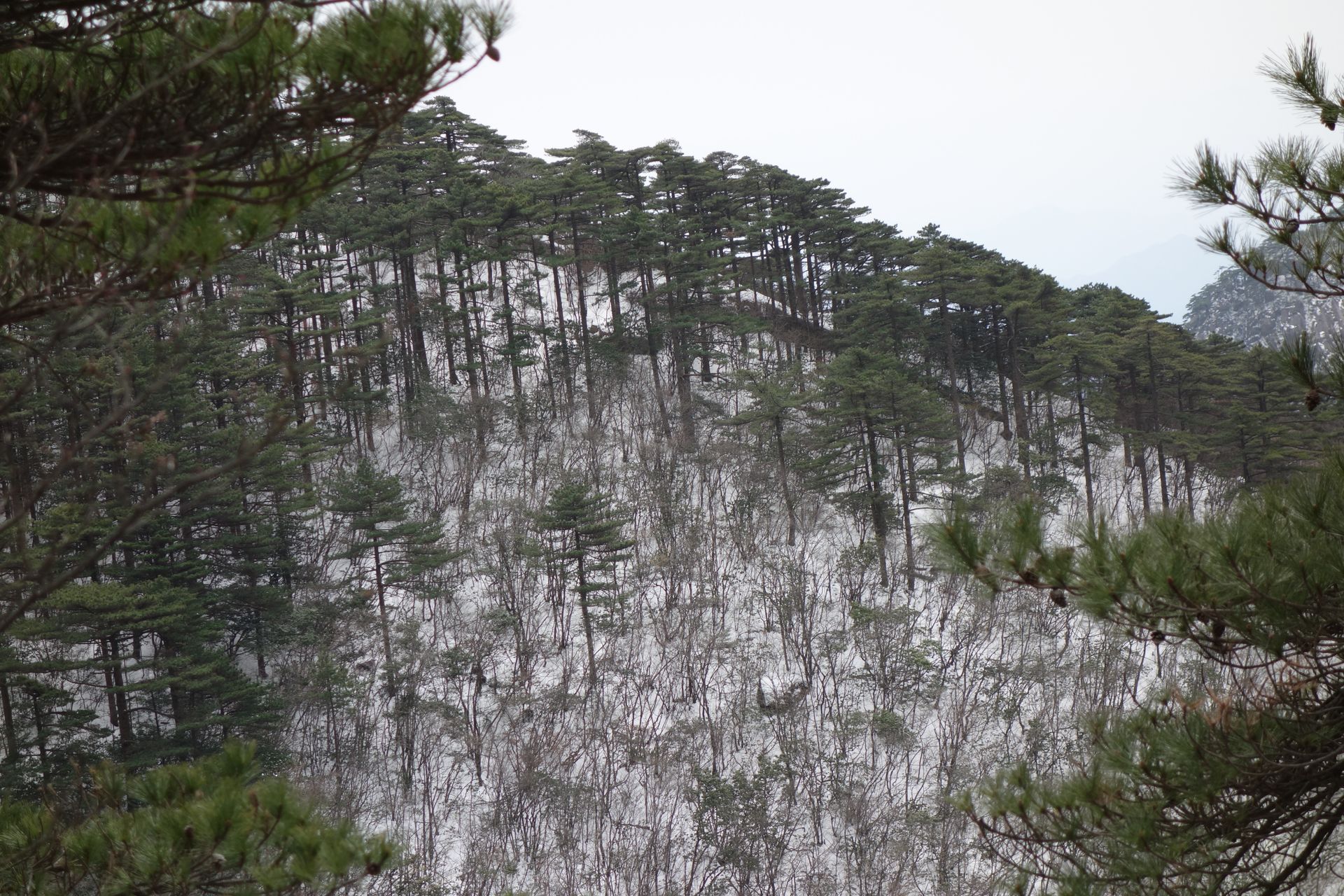 Tranquil snowy hillside covered in evergreen trees in a peaceful forest setting.