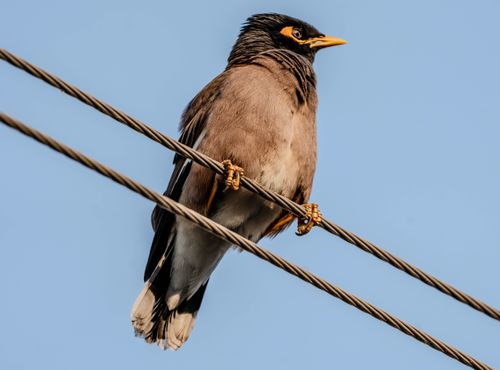 Free Close-up of a Common Myna bird perched on a power line with a clear blue sky background. Stock Photo