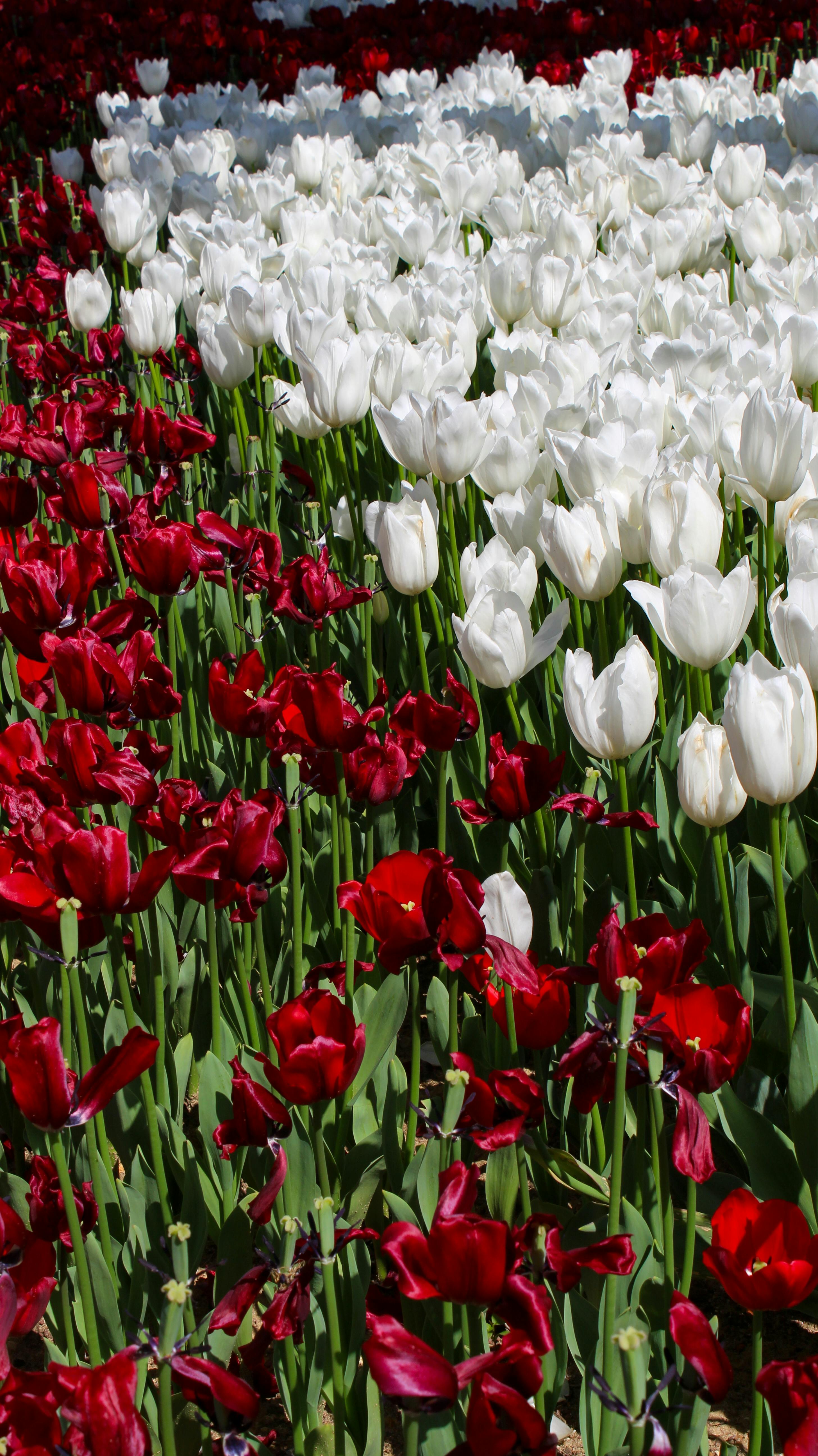 [ColoSach]-colorful-field-of-red-and-white-tulips-blooming-under-the-spring-sun.