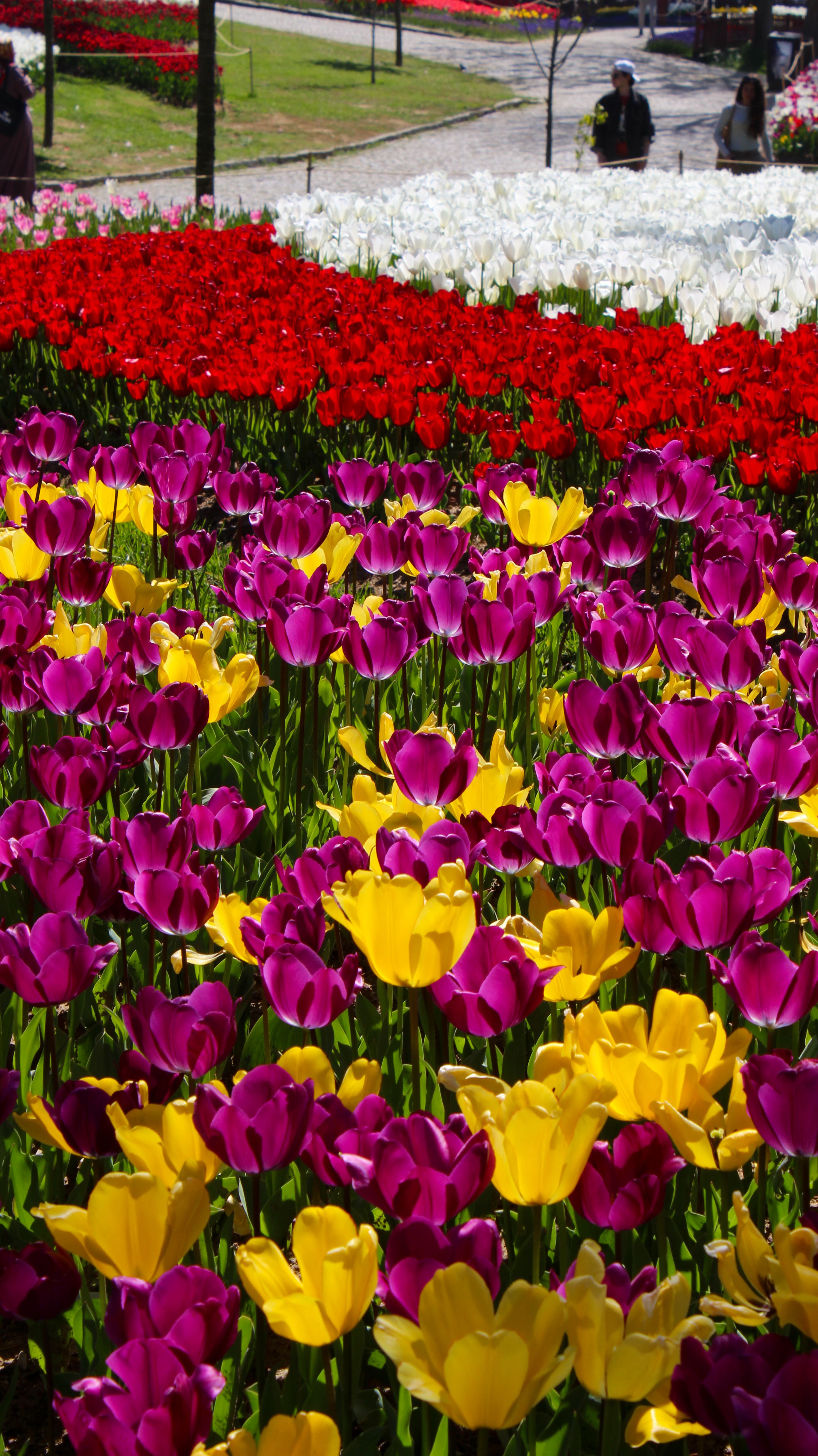 Colorful array of tulips in a spring garden featuring purple, yellow, red, and white blooms.