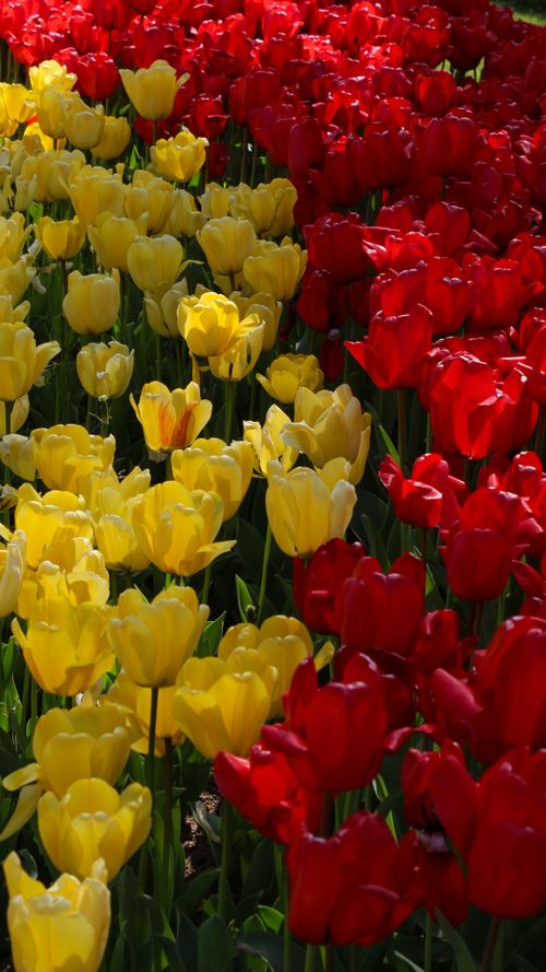 Free Beautiful display of yellow and red tulips in full bloom during springtime, perfect for garden enthusiasts. Stock Photo