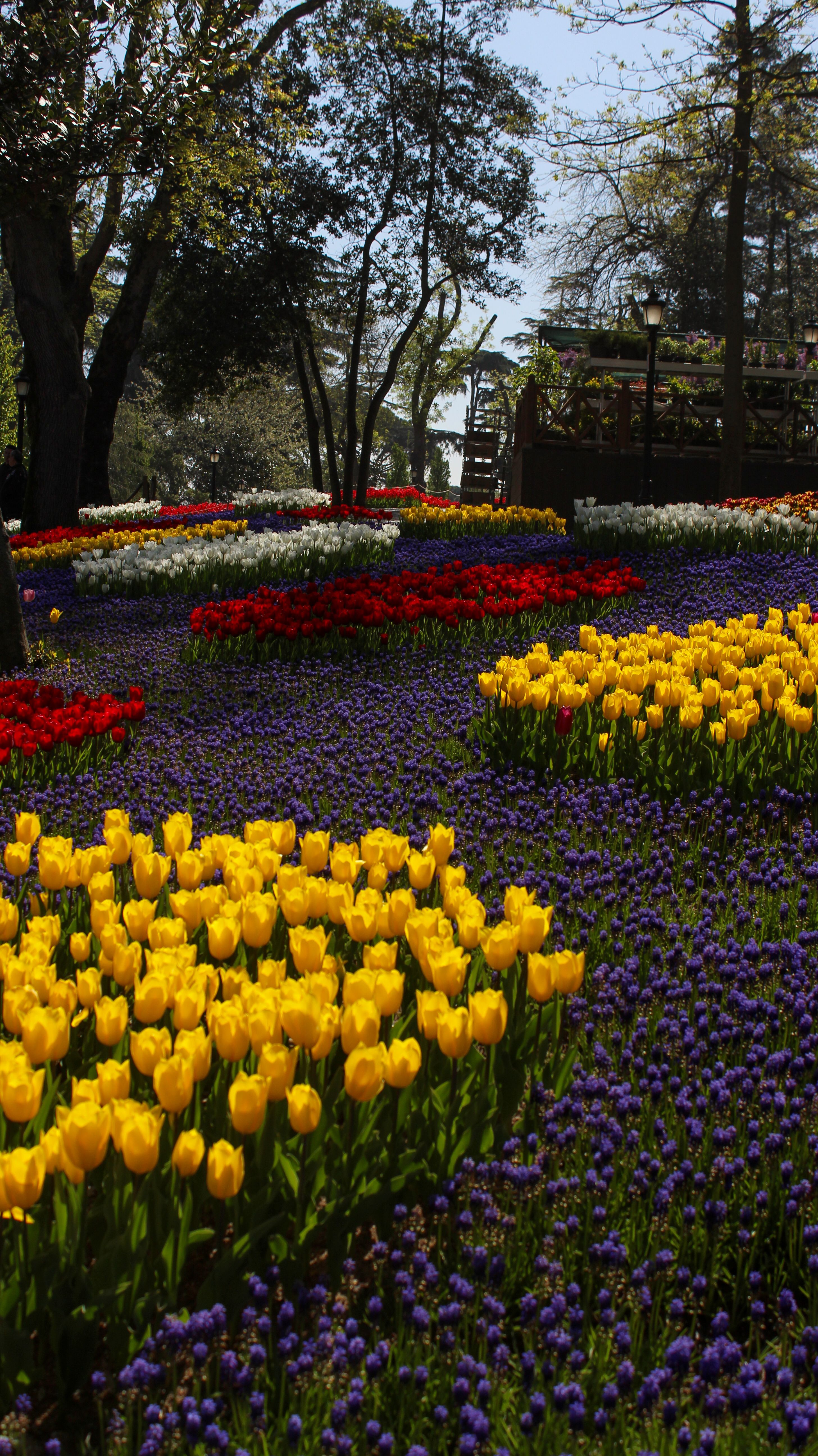 Colorful garden of yellow, red, and purple tulips under a clear blue sky.