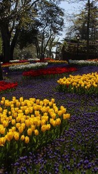 Colorful garden of yellow, red, and purple tulips under a clear blue sky.