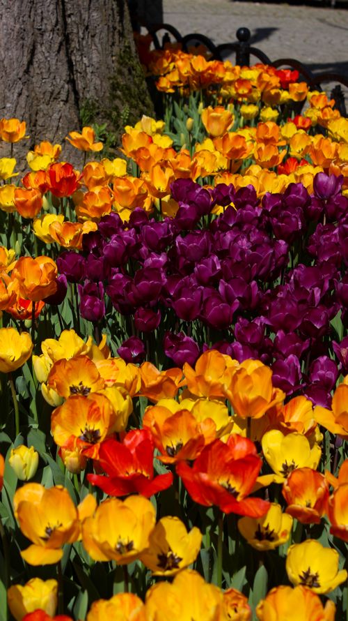Free A colorful array of tulips in full bloom near a tree trunk, showcasing the beauty of spring. Stock Photo