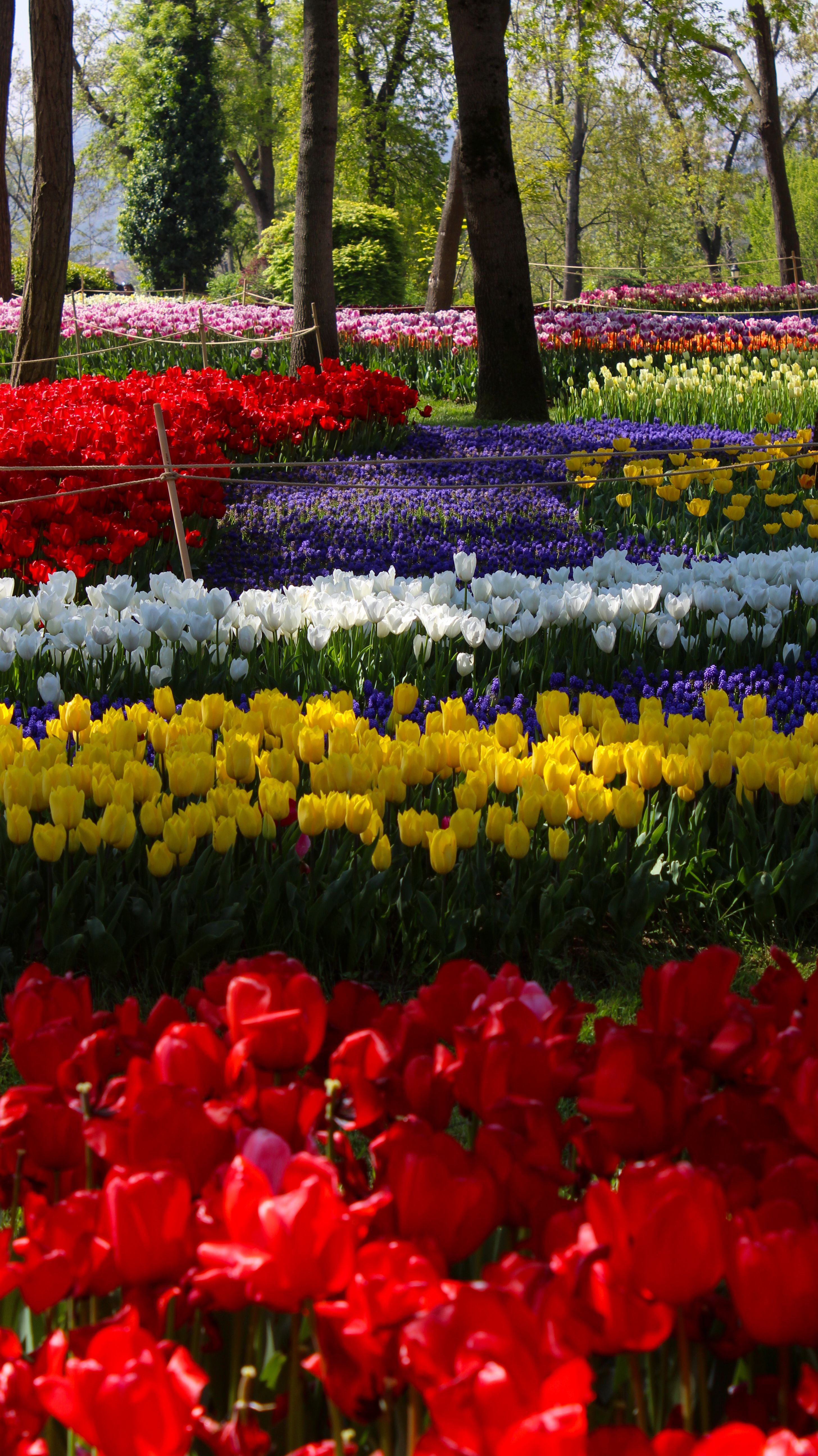 Colorful tulip fields in full bloom during spring with vibrant red, yellow, and purple flowers.