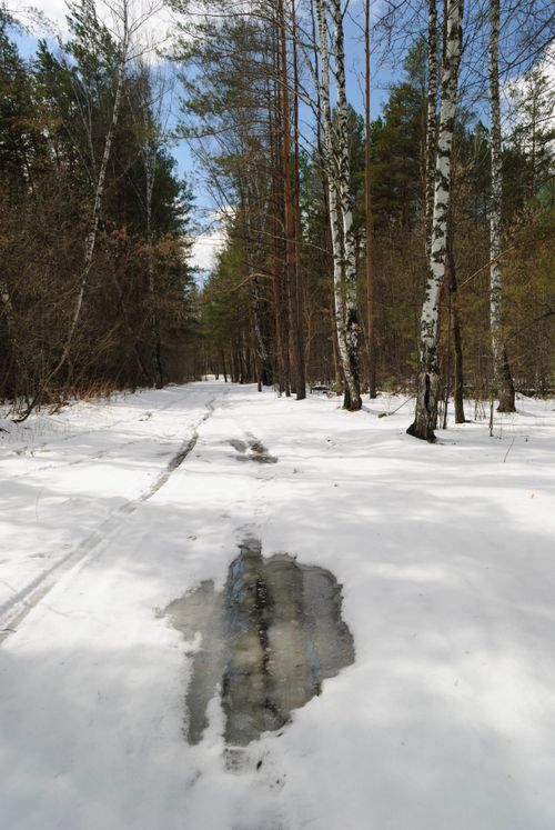 Free Serene forest path with melting snow and early spring greenery under a bright sky. Stock Photo