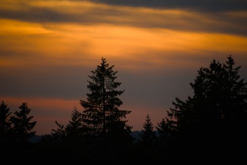 Free A stunning sunset with silhouetted pine trees, creating a serene and warm landscape. Stock Photo