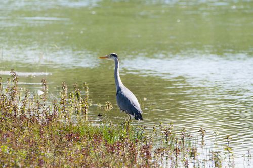 Free A serene view of a Grey Heron standing by a calm lake, capturing the essence of tranquility. Stock Photo
