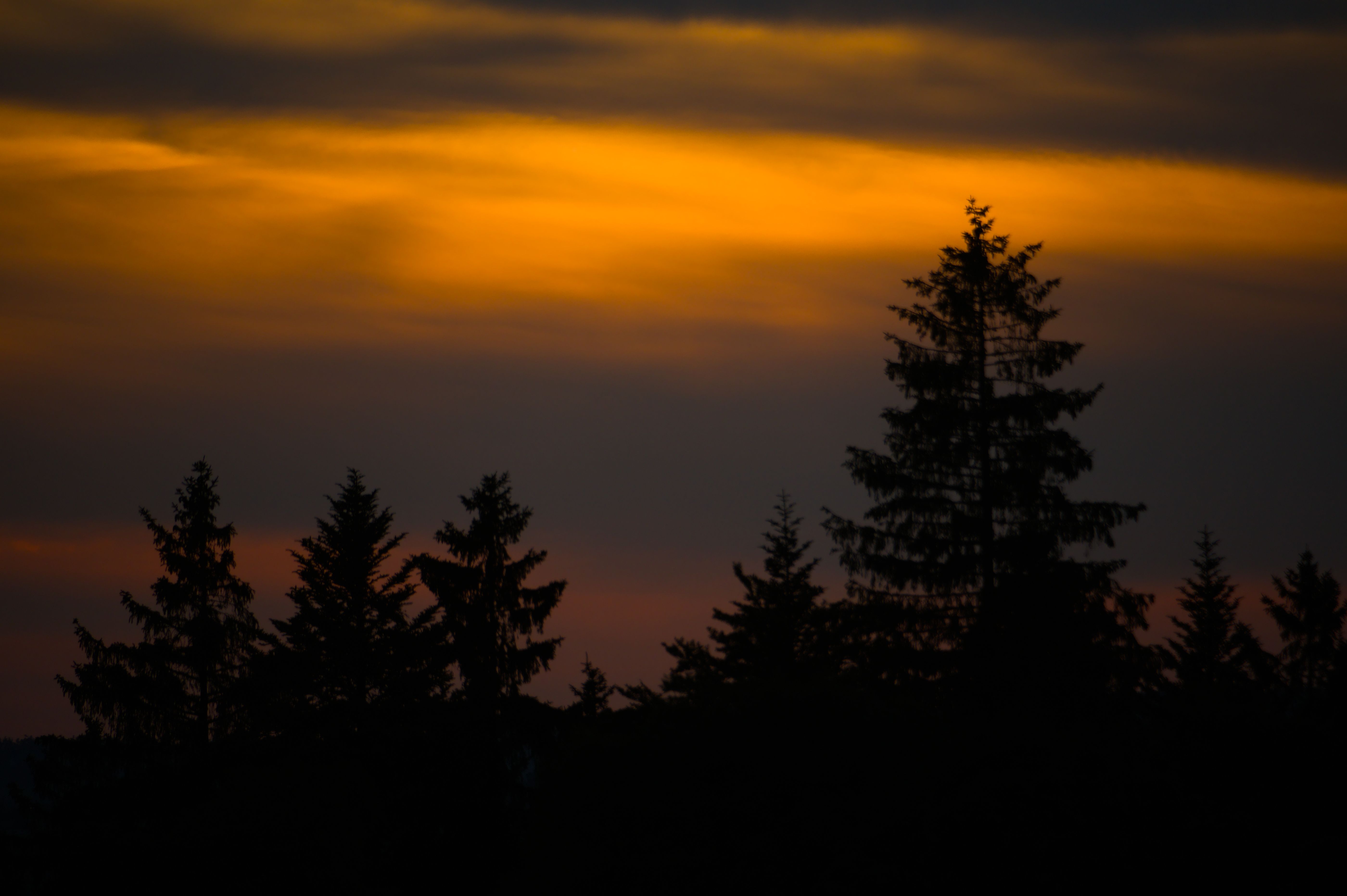Dramatic Sunset Over Forest Silhouette · Free Stock Photo