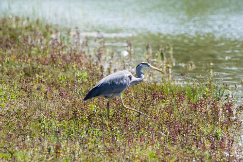 Free A graceful heron walks along a lush lakeside, surrounded by vibrant vegetation. Stock Photo