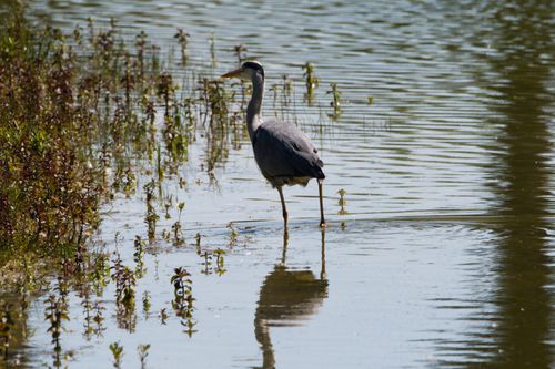 Free Grey Heron wading in a serene pond, reflecting on calm waters during a sunny day. Stock Photo