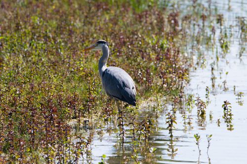 Free A grey heron wades gracefully through a lush, sunlit wetland, surrounded by vibrant greenery. Stock Photo
