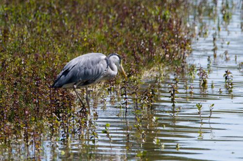 Free Heron standing in shallow water surrounded by lush vegetation, capturing a serene nature scene. Stock Photo