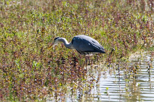 Free A heron gracefully wades through a lush wetland, reflecting tranquility and nature's beauty. Stock Photo