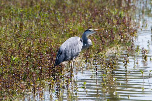 Free A heron stands gracefully in a wetland surrounded by lush vegetation. Stock Photo