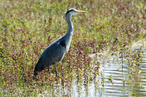 Free A grey heron stands gracefully in sunlit wetlands, showcasing its elegant form and natural habitat. Stock Photo