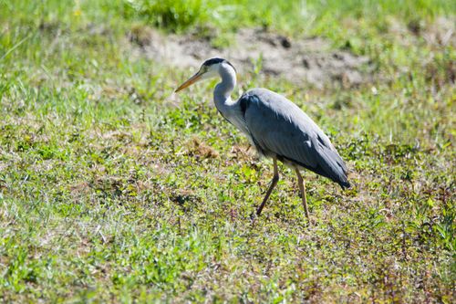 Free A graceful grey heron walking through a lush, sunlit spring meadow. Stock Photo