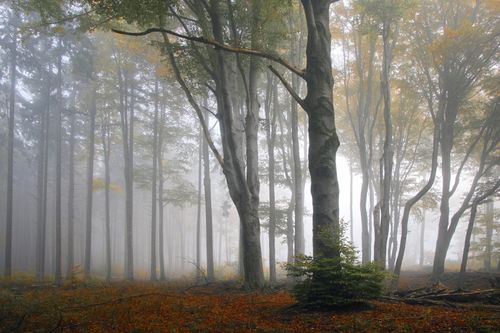Free Misty autumn forest with towering trees and rich foliage creating a serene and mysterious atmosphere. Stock Photo