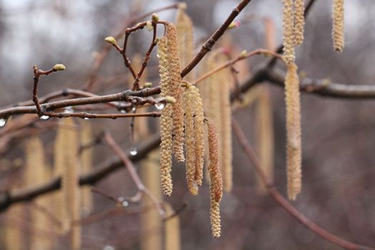 Detailed view of tree branches with catkins and buds in a rainy spring setting.
