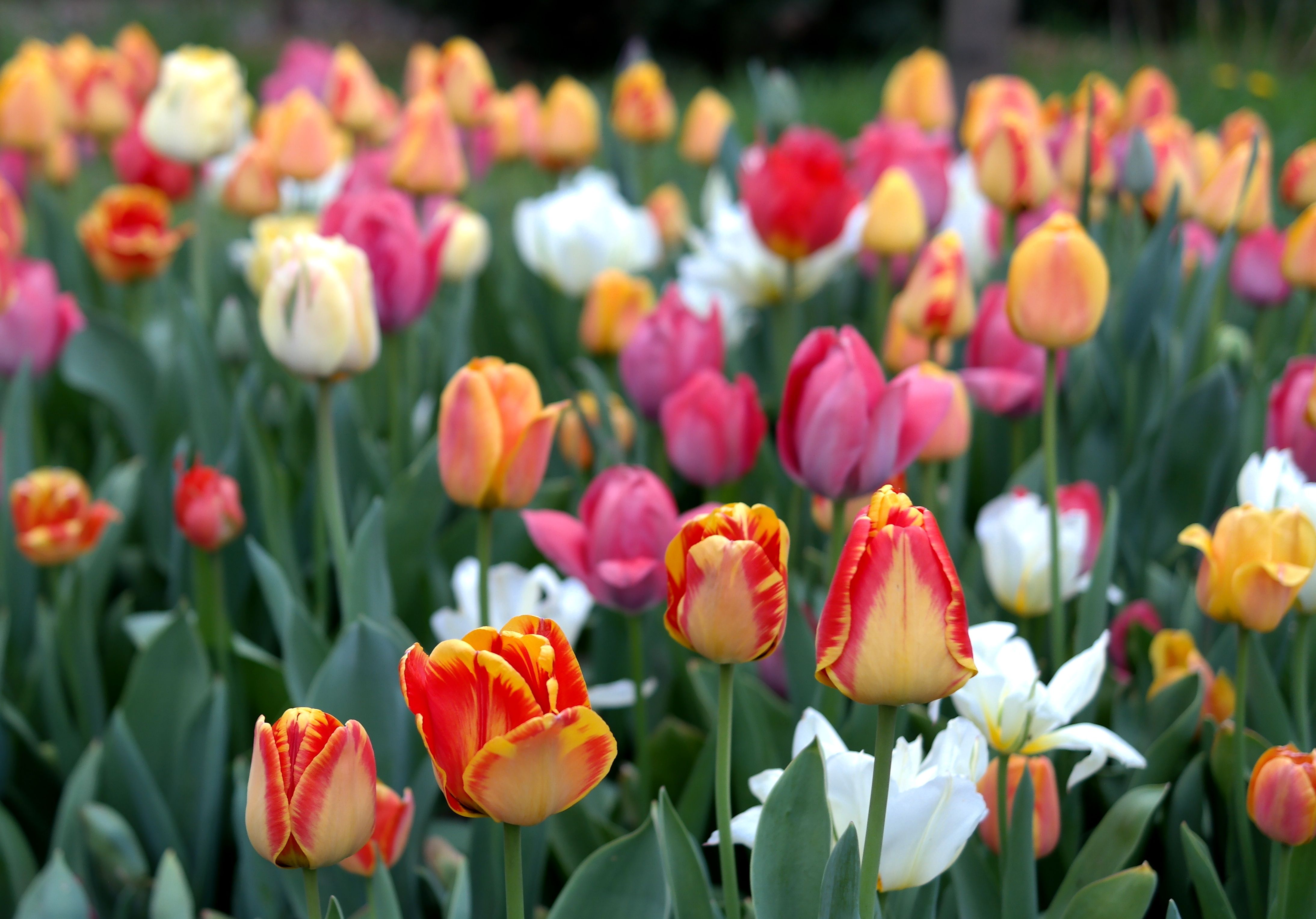 Gratis Una colorata gamma di tulipani in piena fioritura durante la primavera, che sfoggia tonalità vivaci e una bellezza naturale. Foto a disposizione