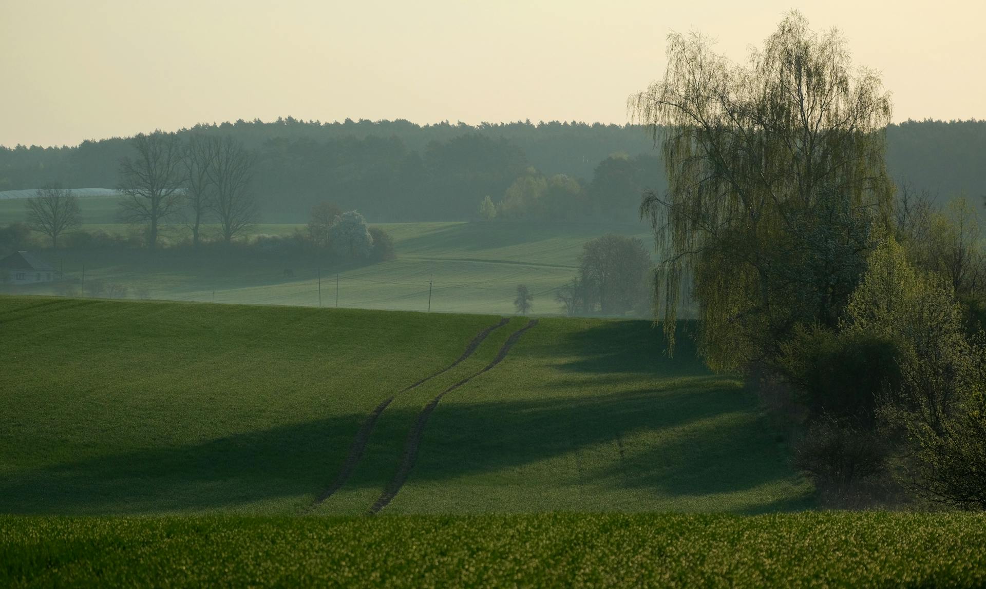 Serene countryside with rolling green fields and trees during sunrise.