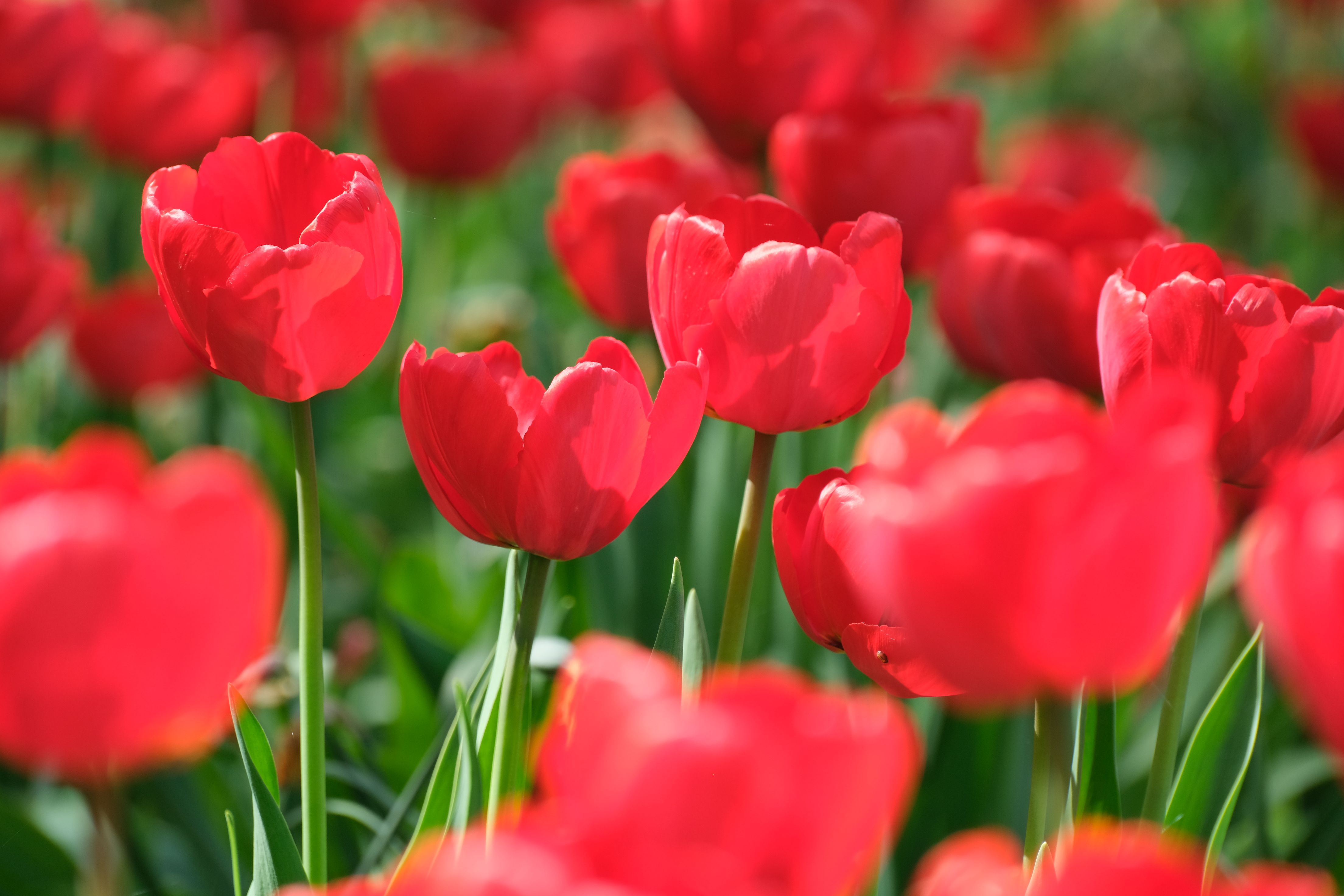 Vibrant Red Tulips in Full Bloom Close-Up · Free Stock Photo