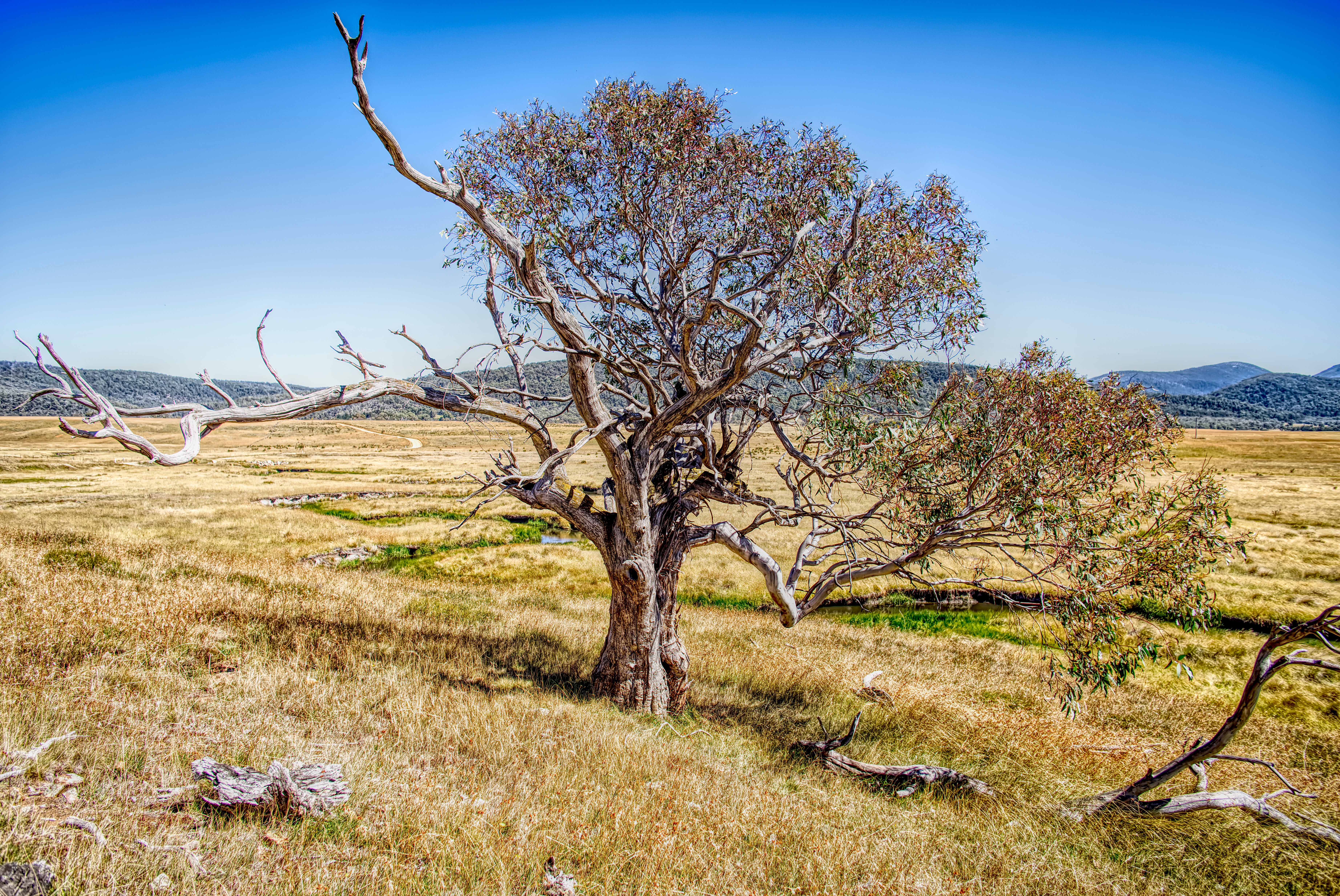 Solitary Tree in Vast Open Field Under Blue Sky · Free Stock Photo