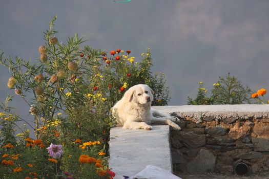 A white dog relaxes on a stone path surrounded by colorful flowers, embodying peaceful outdoor charm.