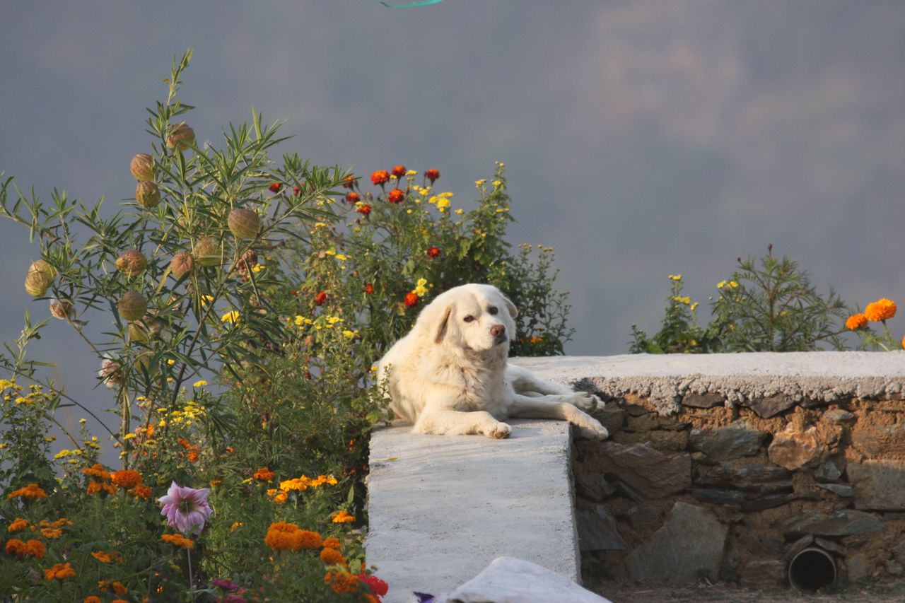 a white dog relaxes on a stone path surrounded by colorful flowers emb