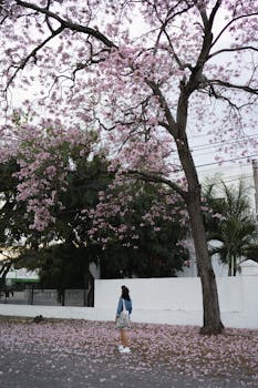 Scenic view of cherry blossoms on a street in Merida, Yucatan, with a person admiring the beauty.