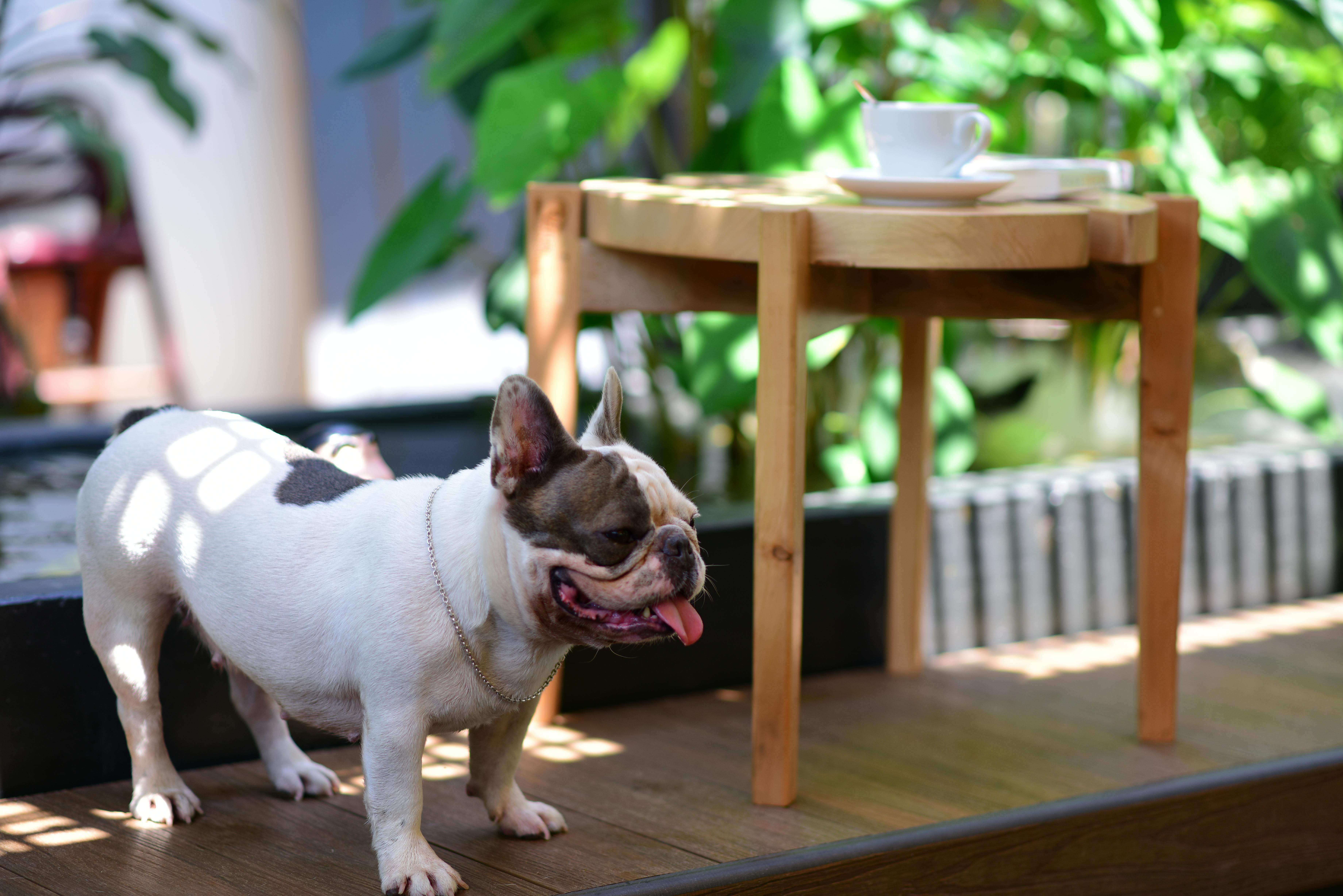 French Bulldog και Ζέστη: Γιατί η Θερμοπληξία Είναι ο Μεγαλύτερος Κίνδυνος