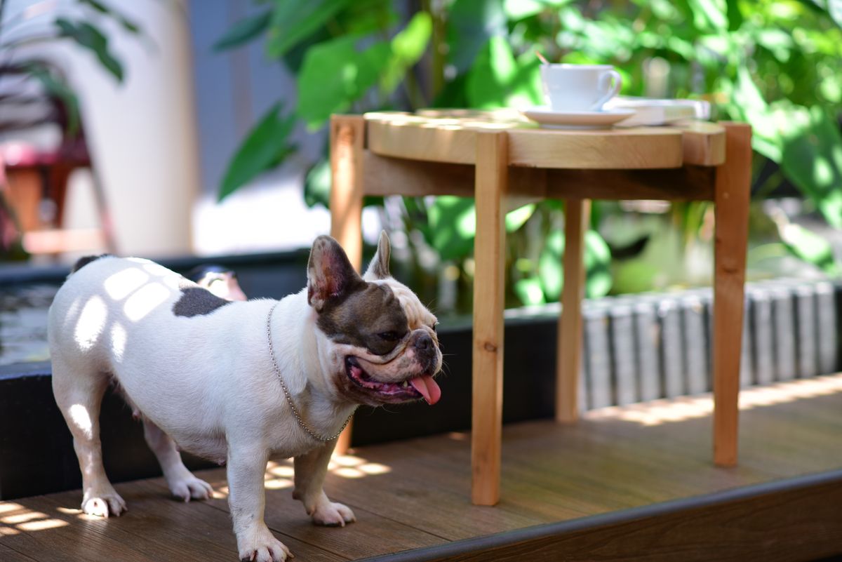 Köpek kemikleri ve renkli oyun fişleriyle süslenmiş oyun masası görünümü