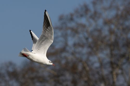 Free Elegant seagull in flight against blurred tree background and clear sky. Stock Photo