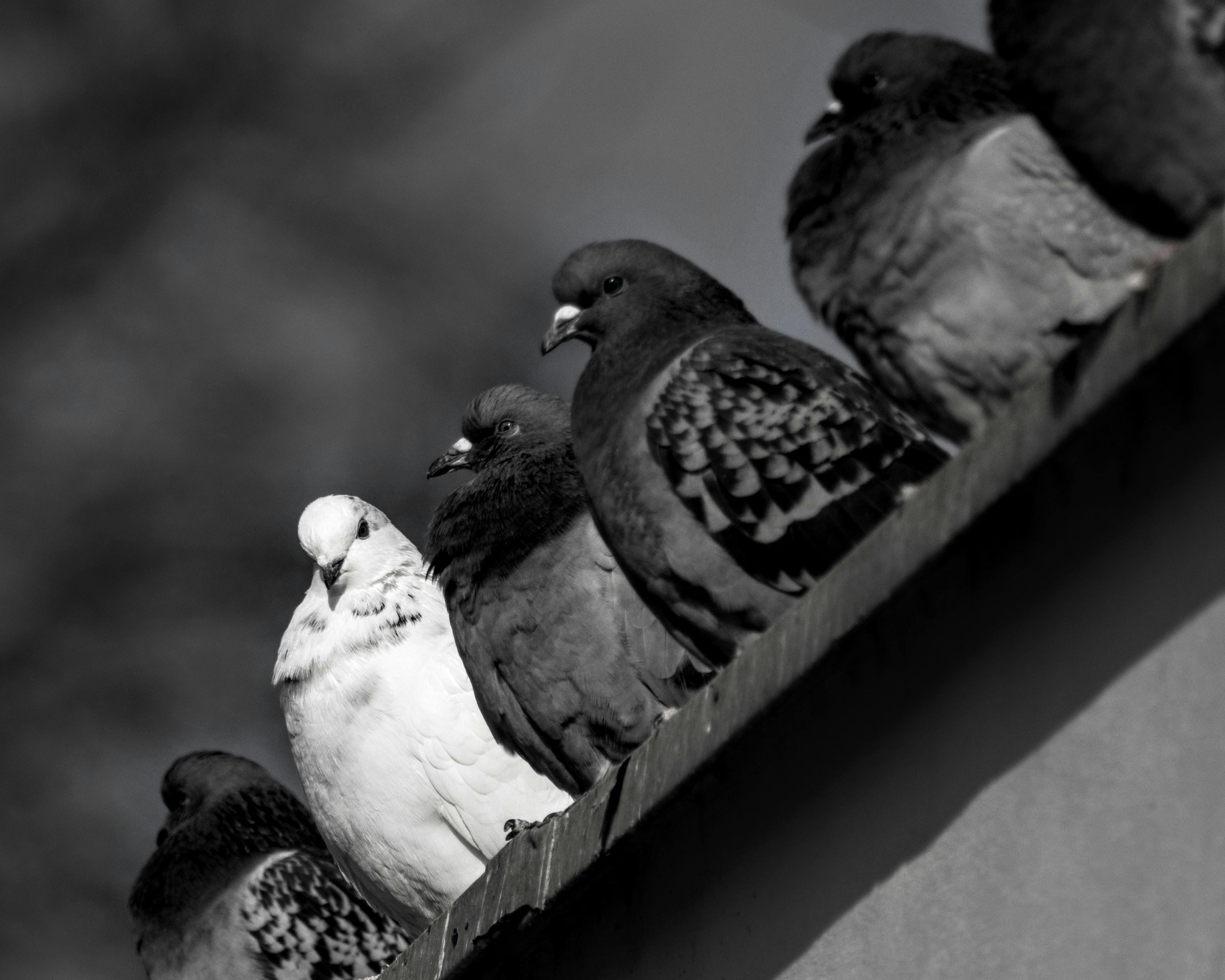 Gratuit Gros plan de pigeons sur un rebord, avec un pigeon blanc distinct se détachant parmi des oiseaux plus foncés. Photos