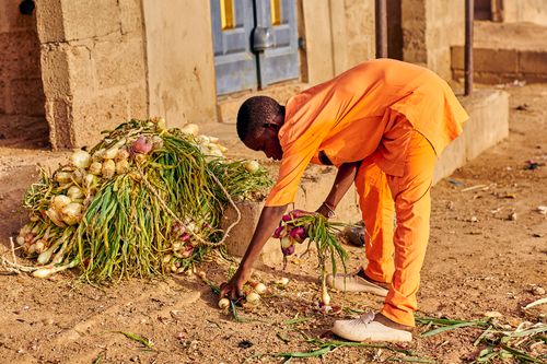 Free A man in vibrant orange attire gathers onions outside a rustic building. Stock Photo