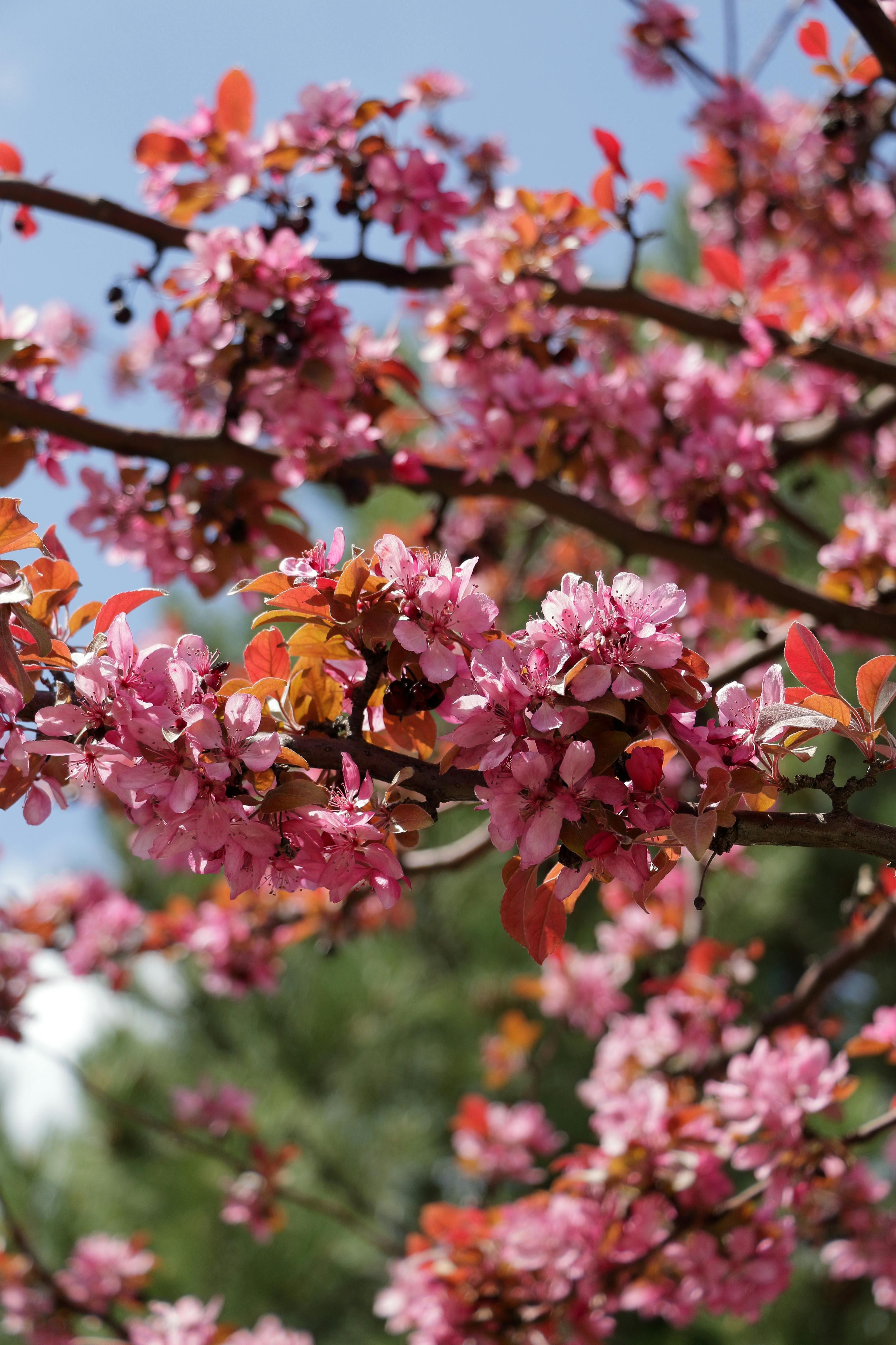 [ColoSach]-close-up-of-cherry-blossoms-on-a-bright-spring-day,-showcasing-vibrant-pink-petals.