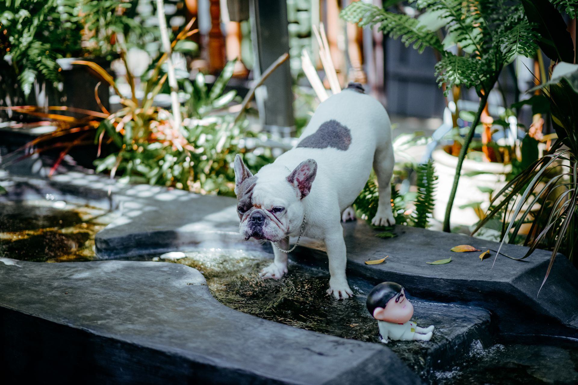 French Bulldog standing by an outdoor garden water feature with a toy.