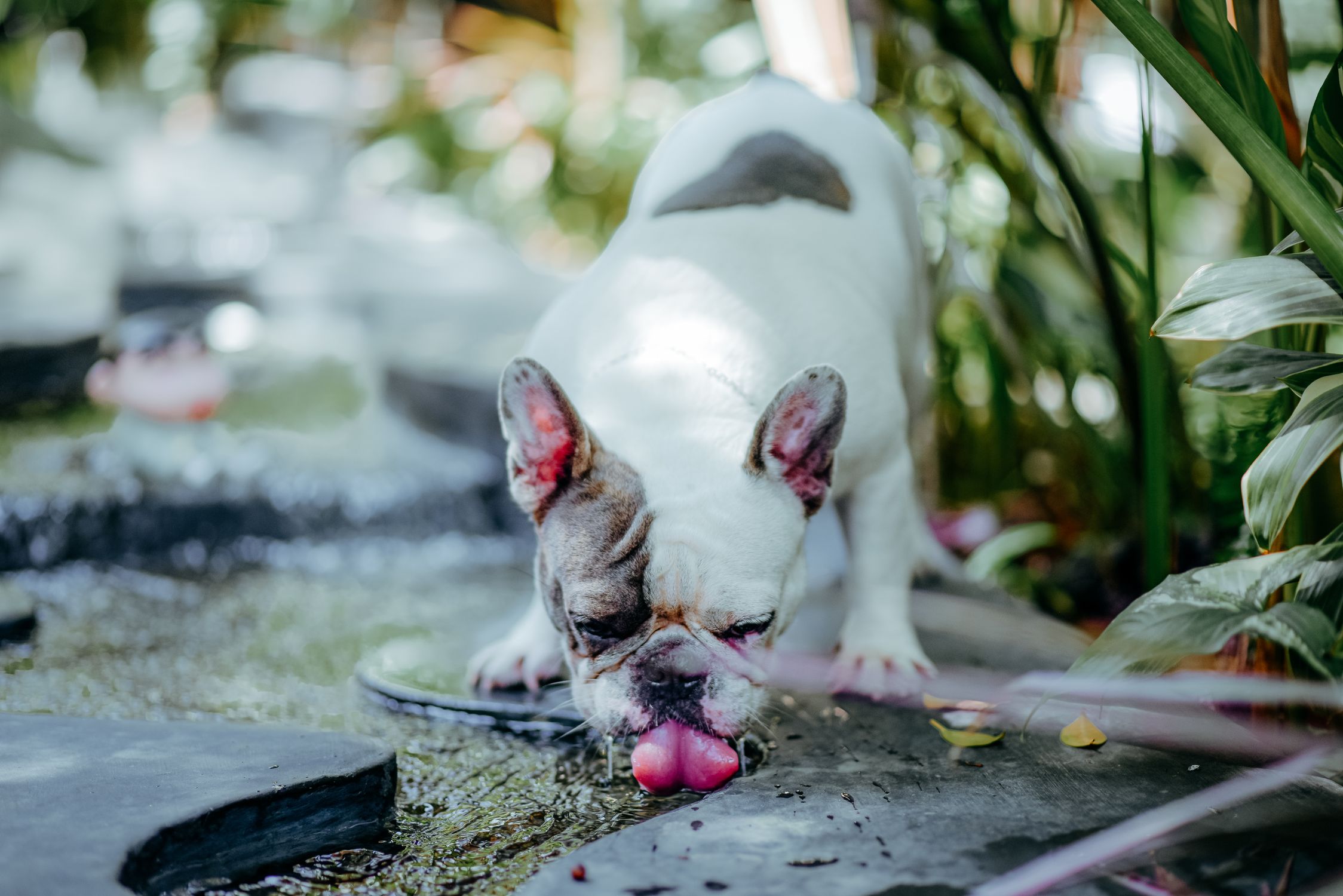 Photo by Nguyen Tien Thanh French bulldog drinking from a garden pond outdoors