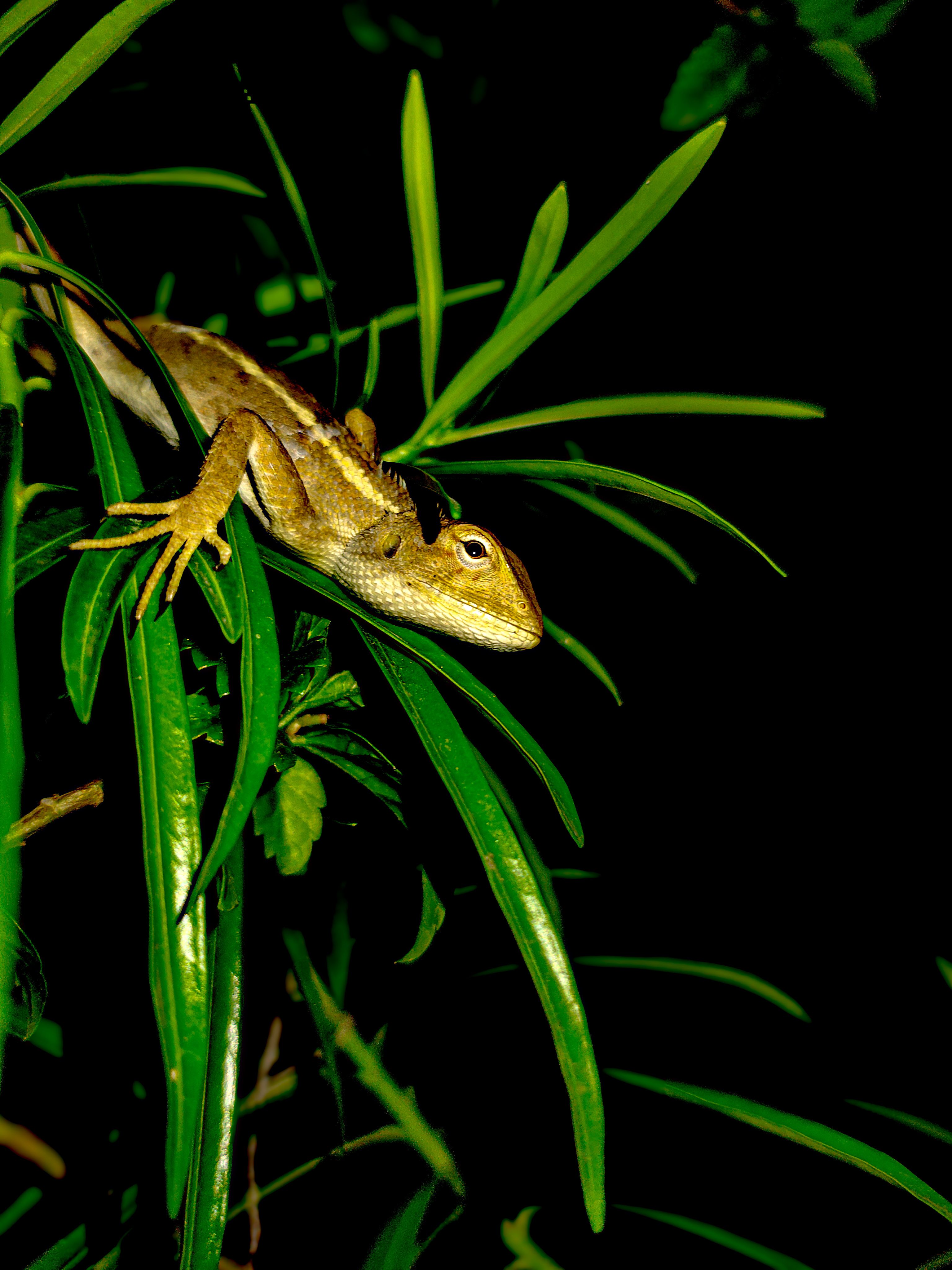 Close-up of Oriental Garden Lizard at Night · Free Stock Photo