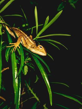 gecko photo