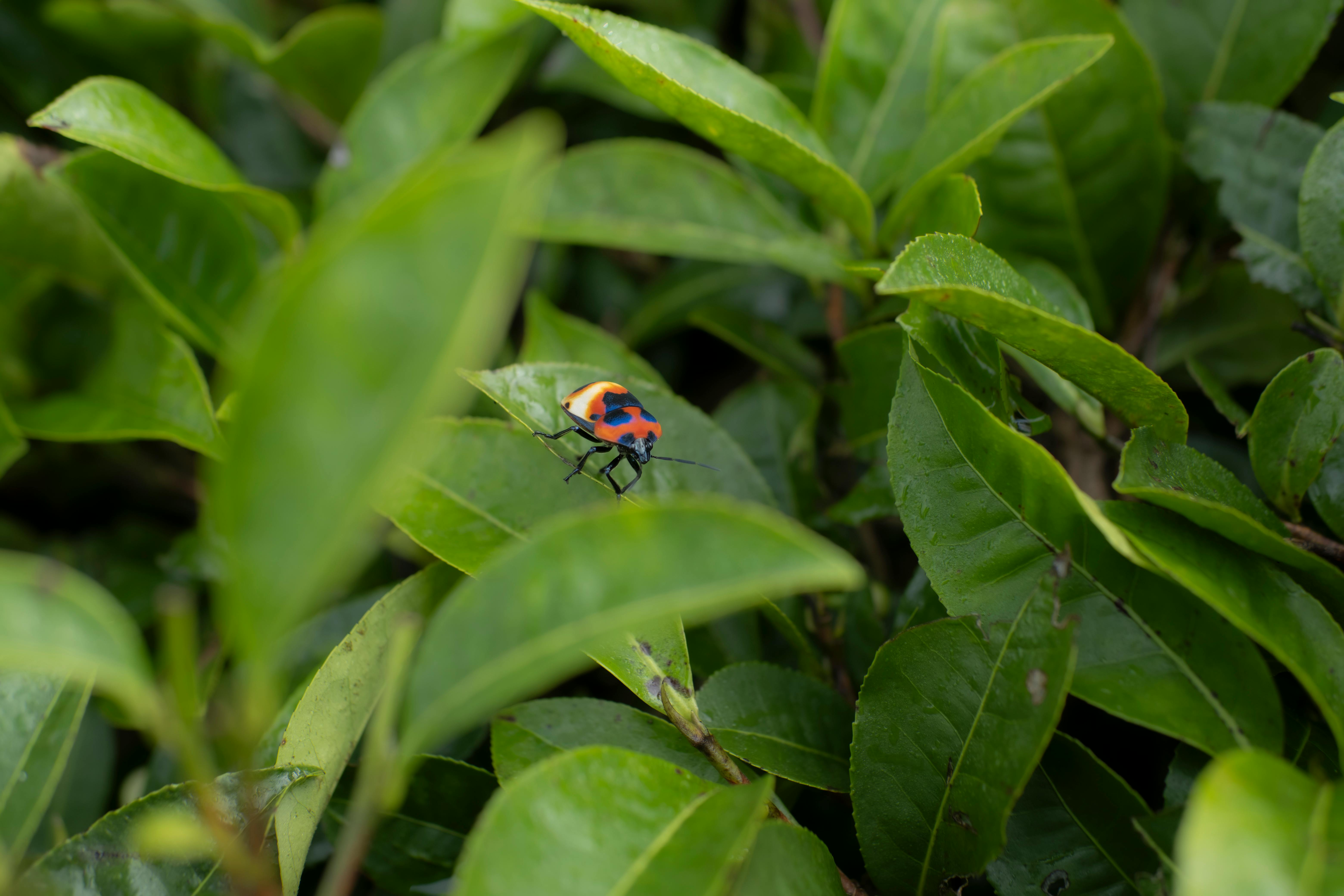 Colorful Insect on Tea Plant Leaves in Yunnan · Free Stock Photo