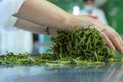 Close-up of hands sorting fresh tea leaves in a tea processing room in Pu'er, Yunnan, China.