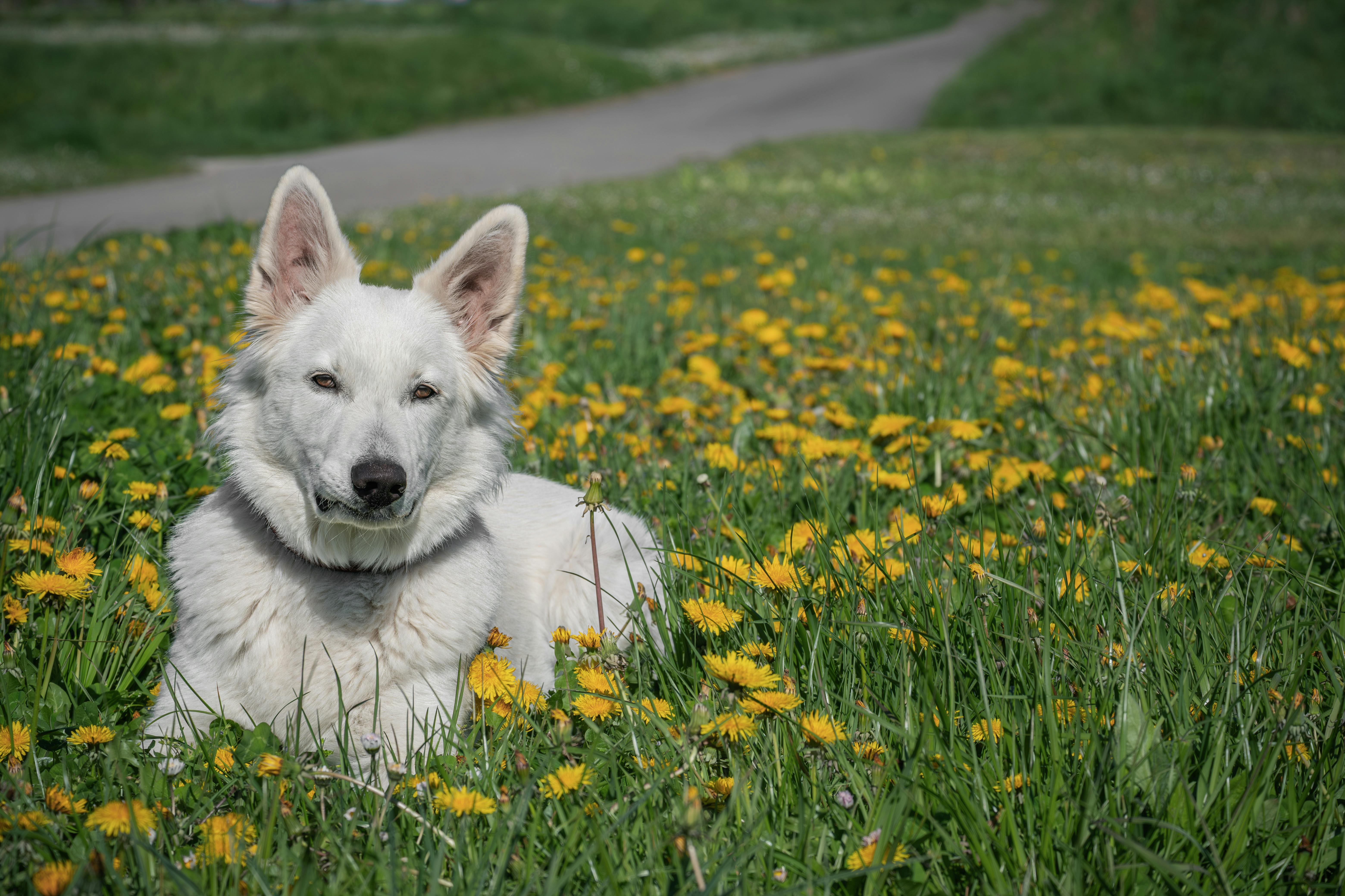 Pet safety this spring: tips and tricks with the ARL — Photo by Ilo Frey on Pexels