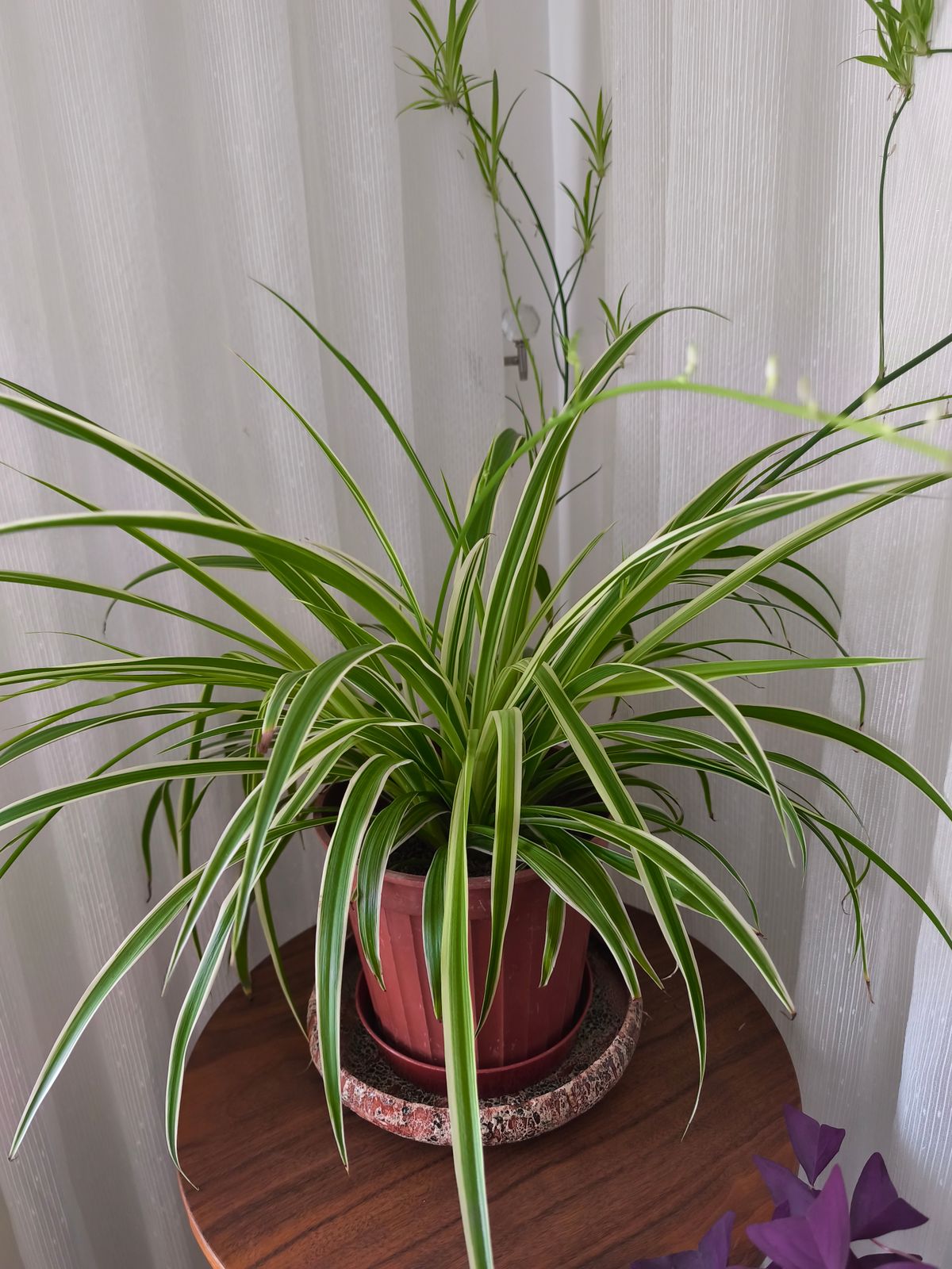 A healthy spider plant with long, green leaves in a pot on a wooden table indoors.
