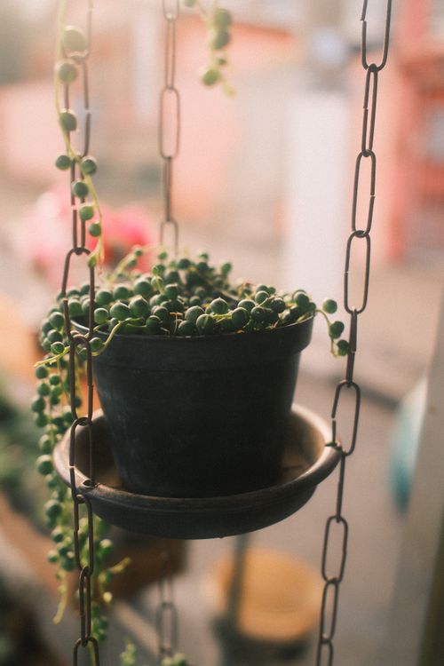 Free Hanging pot with String of Pearls plant in warm, natural light outdoors. Stock Photo