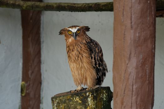 owl photo