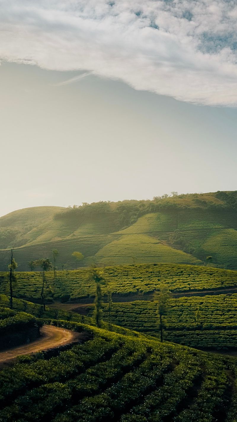 Tea Gardens